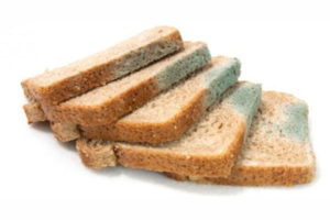 О современном хлебе: это одно из самых страшных изобретений человечества