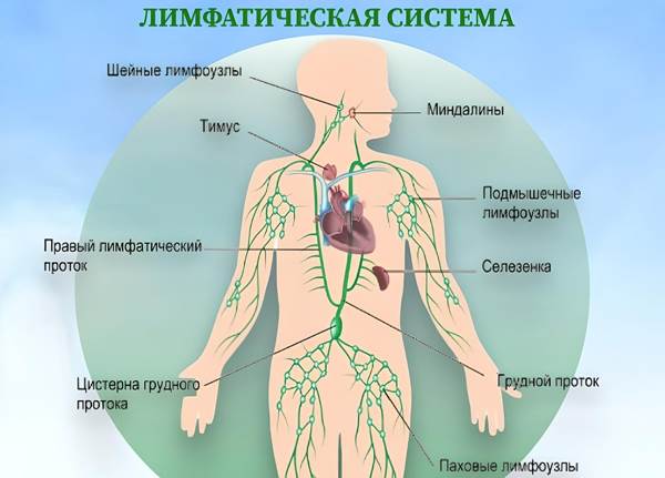 ������������� �������