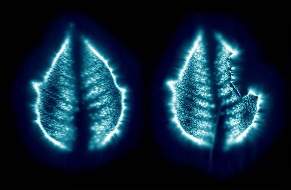 ������ ������� 