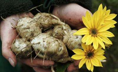 Топинамбур – здоровая замена картофелю