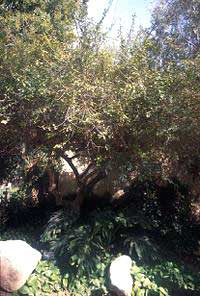 Бальзамовое дерево